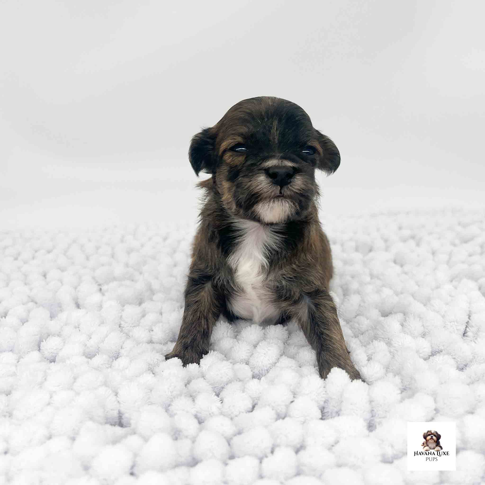An Havapoo pup sticking his little nose in the air