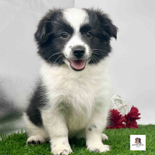 A black white Havanese pup sitting on the grass