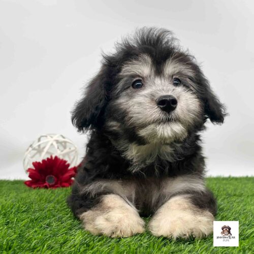 An adorable little Havanese pup laying on the green grass