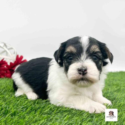 Black and white Havanese with tan markings above the eyes