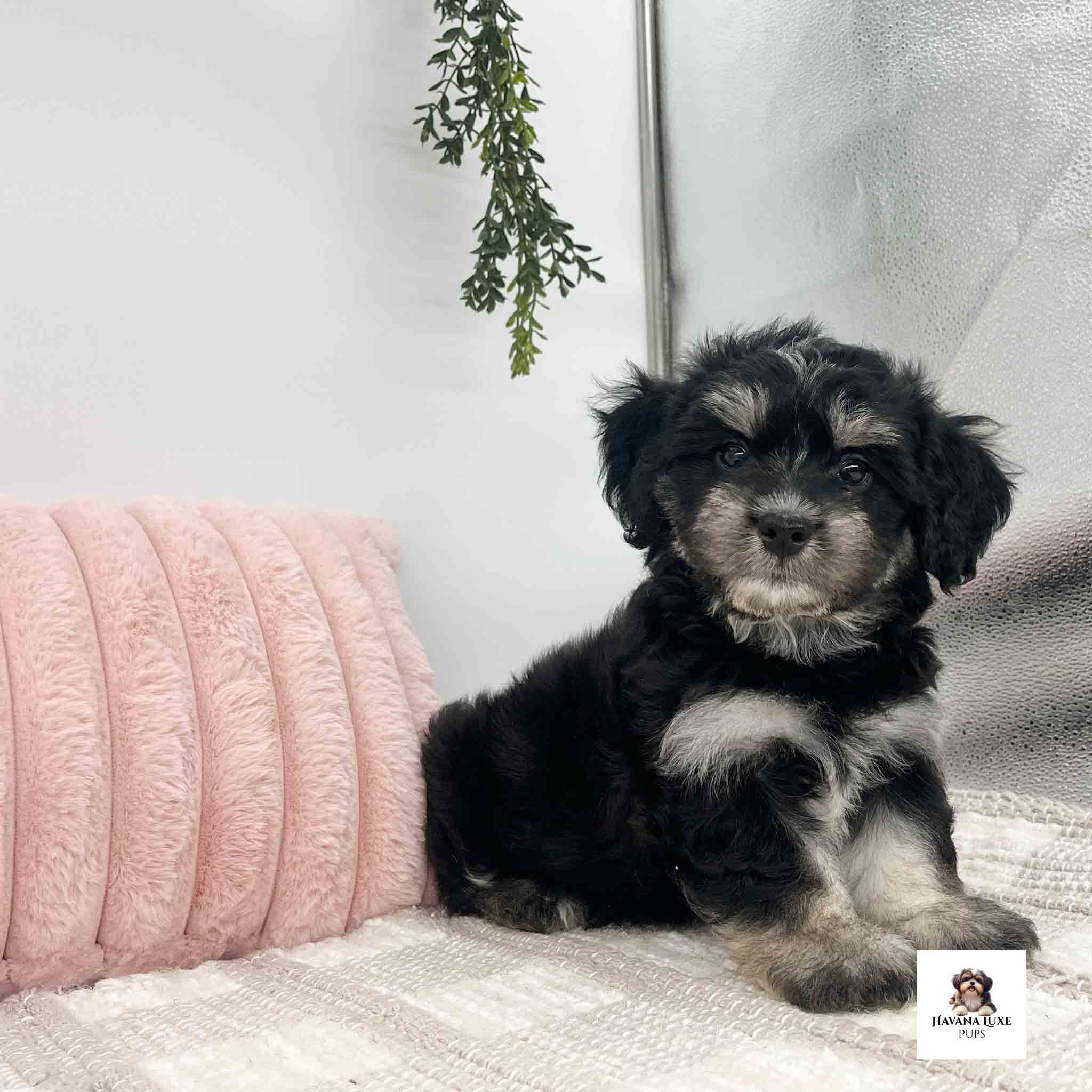 Aww this pup is showing off his little makeup above his eyebrows