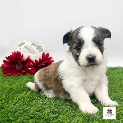 A brown and black Havanese pup and green grass