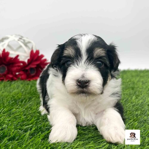 A black~white Havanese with tan marks above the eyes