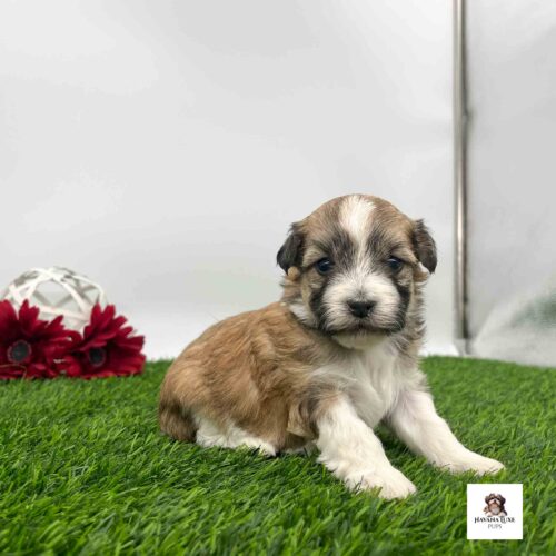 An adorable Brown Havanese pup sitting on the green grass