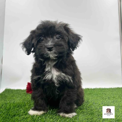 An adorable Black Havapoo sitting on the green turf