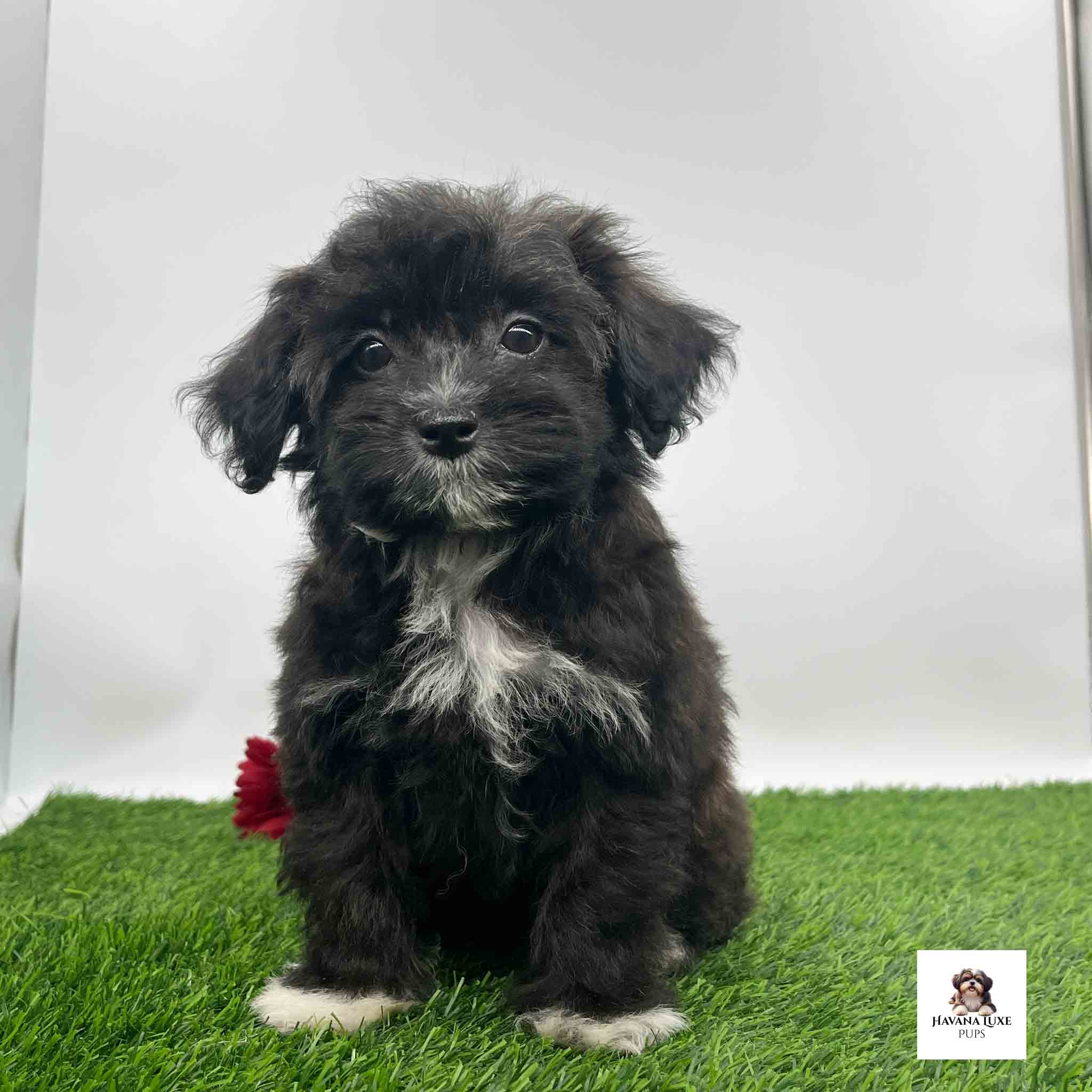 An adorable Black Havapoo sitting on the green turf