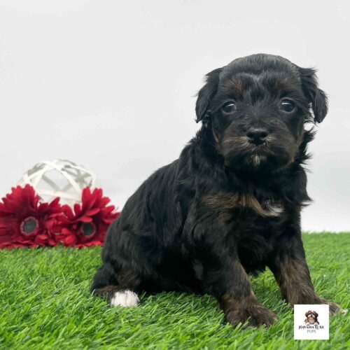 Aww this little pup is showing off his white paw