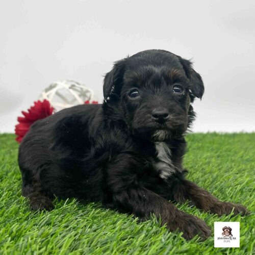 Havanese & Havapoo Puppies Untitled 2 28