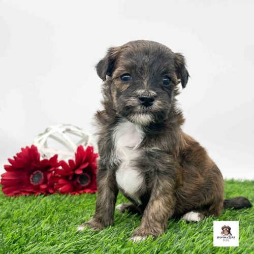 Aww look a this adorable Brown~blackish Havapoo with White markings