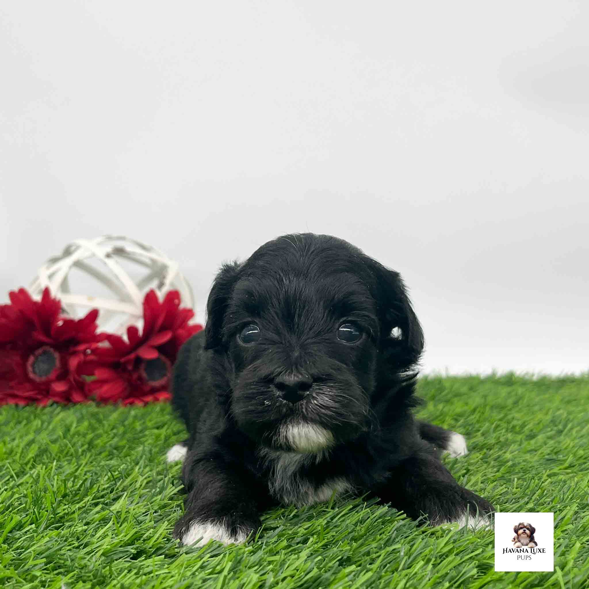 A black Havapoo with white markings laying on the grass