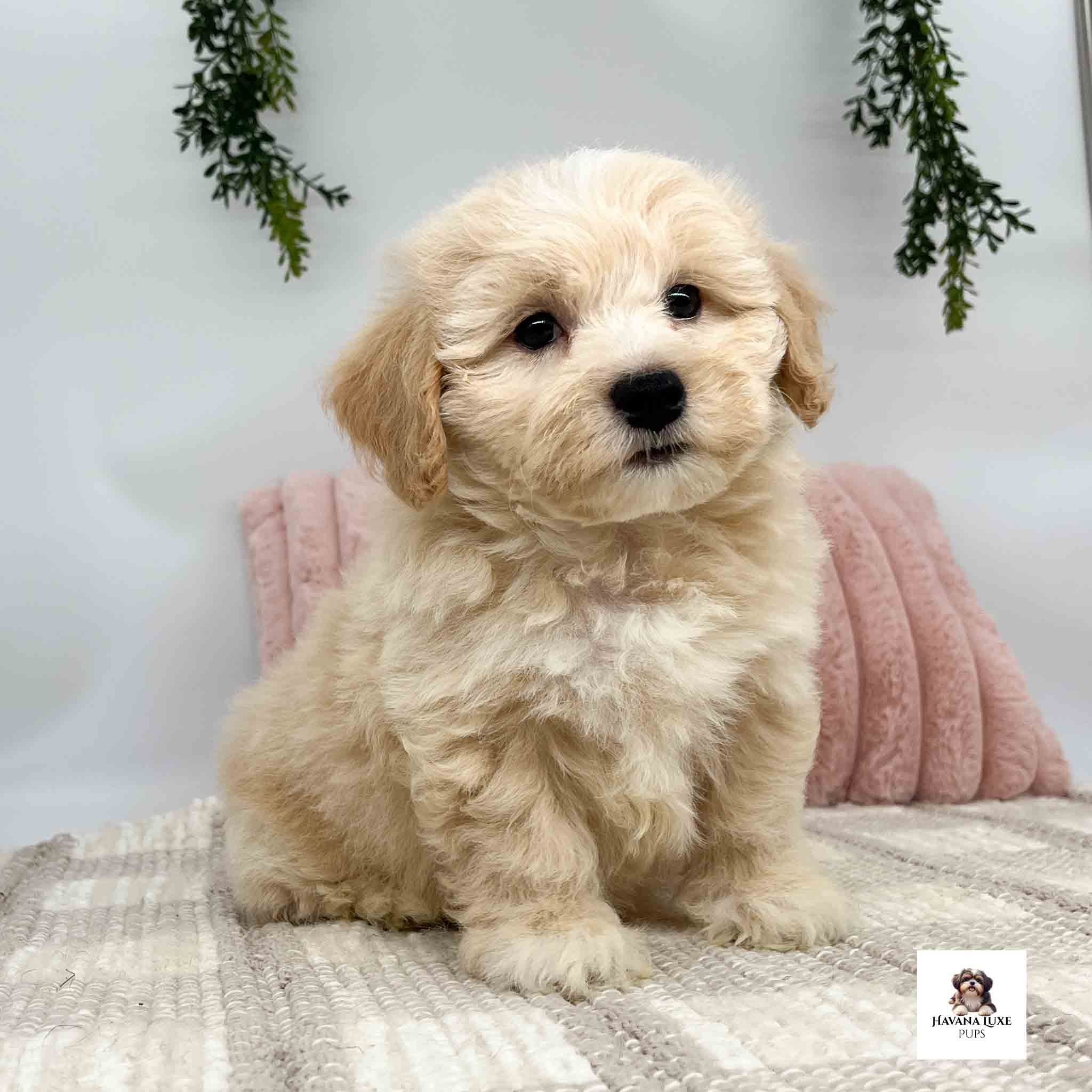 A lite Apricot colored pup sitting on the creme carpet