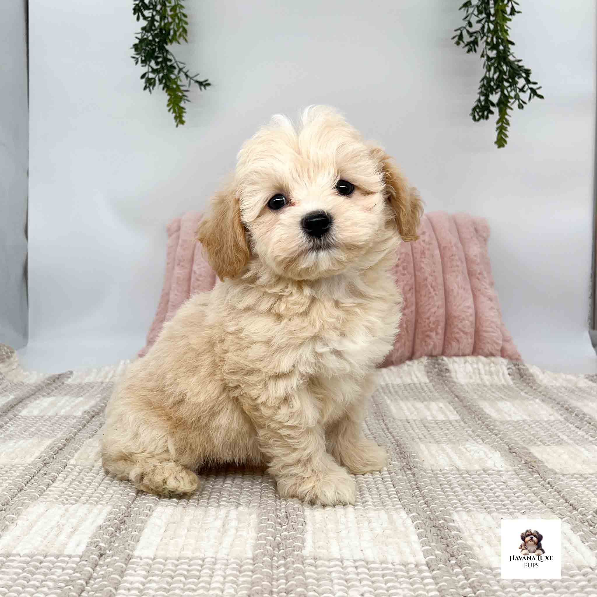 An Havapoo that has some very begging eyes that you can't resist