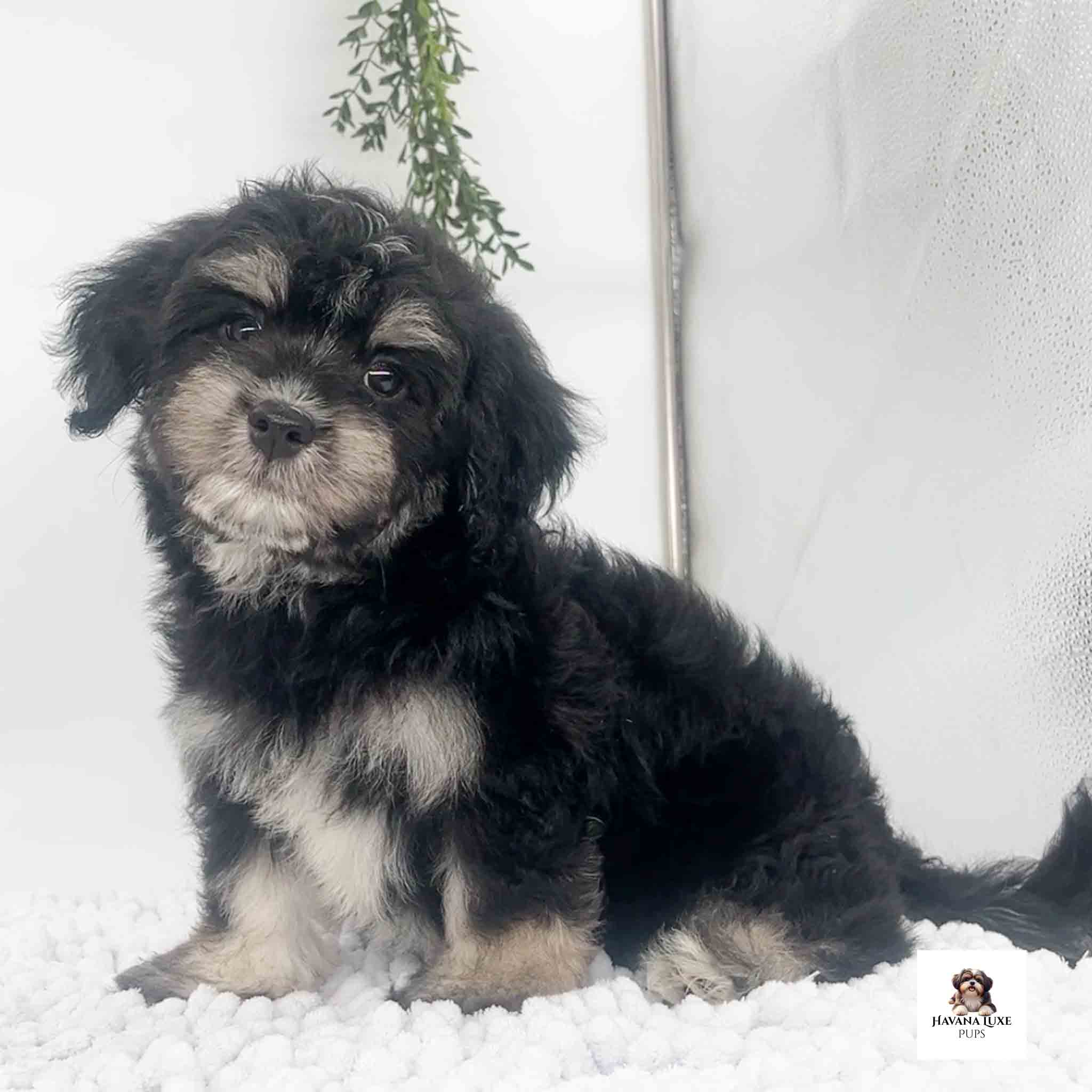 An adorable tri colored Havanese pup sitting there