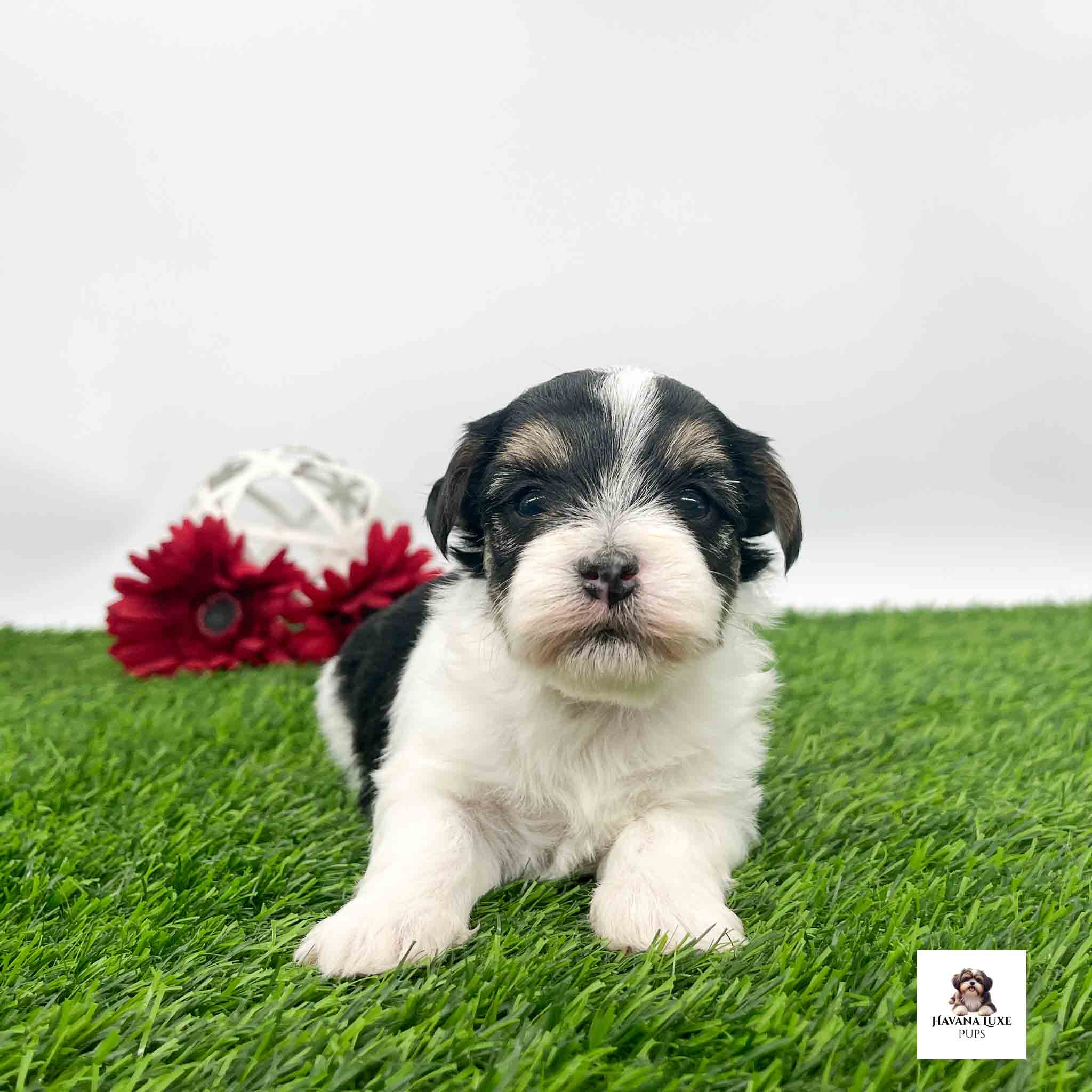 Fluffy black and white Havanese featuring tan accents above eyes