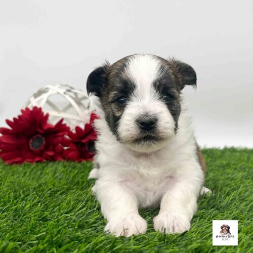 An adorable little Havanese pup sitting on the turf