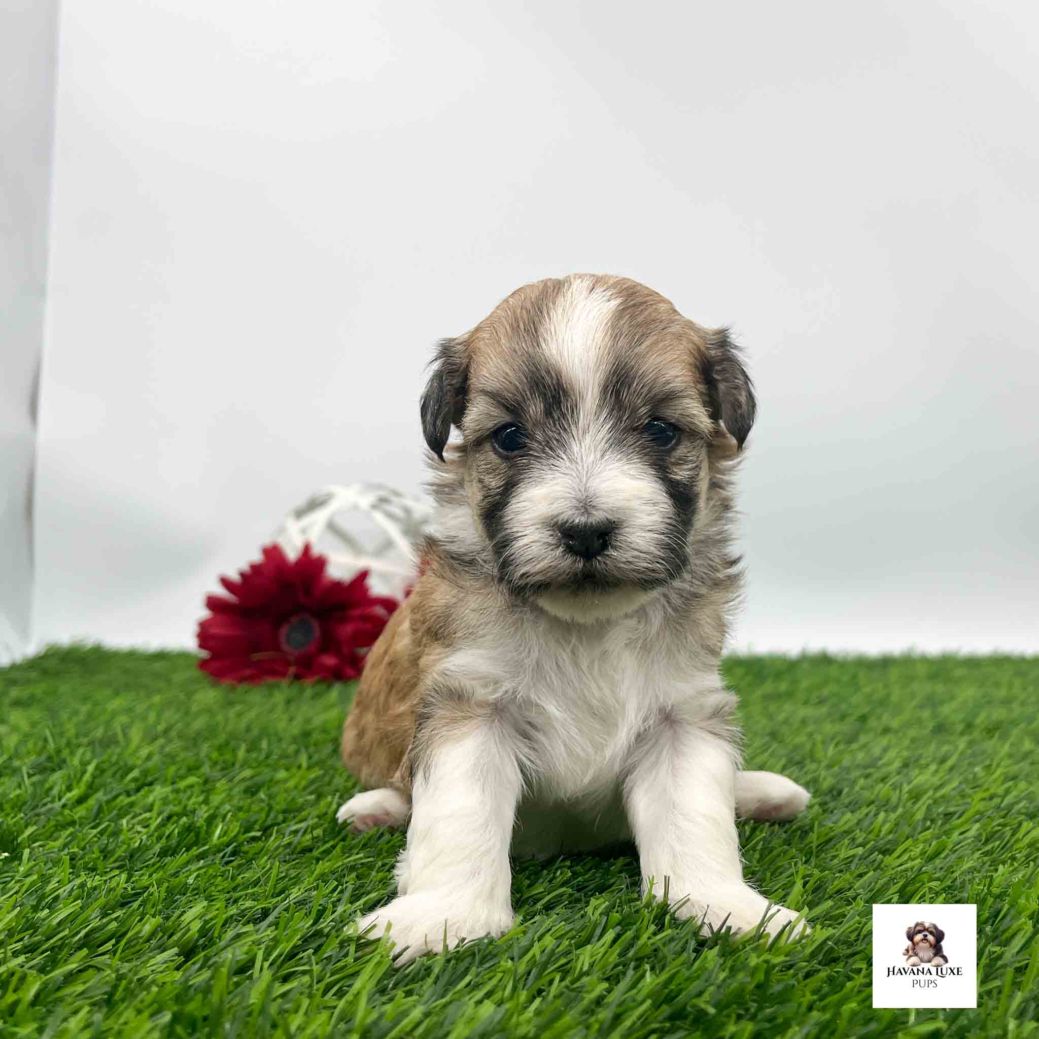 An adorable Havanese pup showing off her white strip in the face