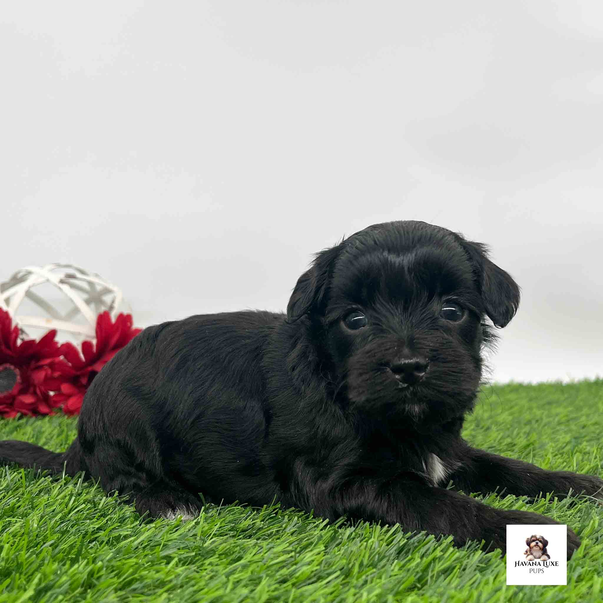 Aww an adorable Black Havapoo laying on the green turf