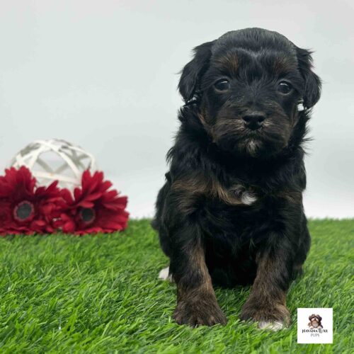 Such an adorable Black Havapoo with little white markings