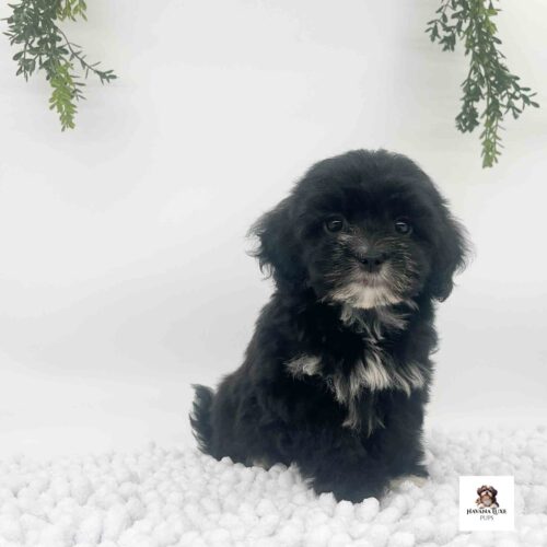 A Black ~White Havapoo Girl patiently waiting