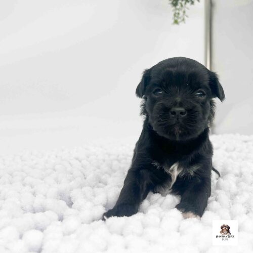 A tiny Black Havapoo puppy waiting on his playmate