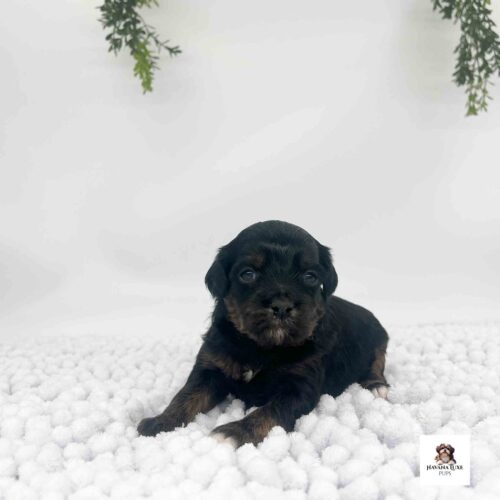 A Black Havapoo with cute Brown markings laying on the white carpet