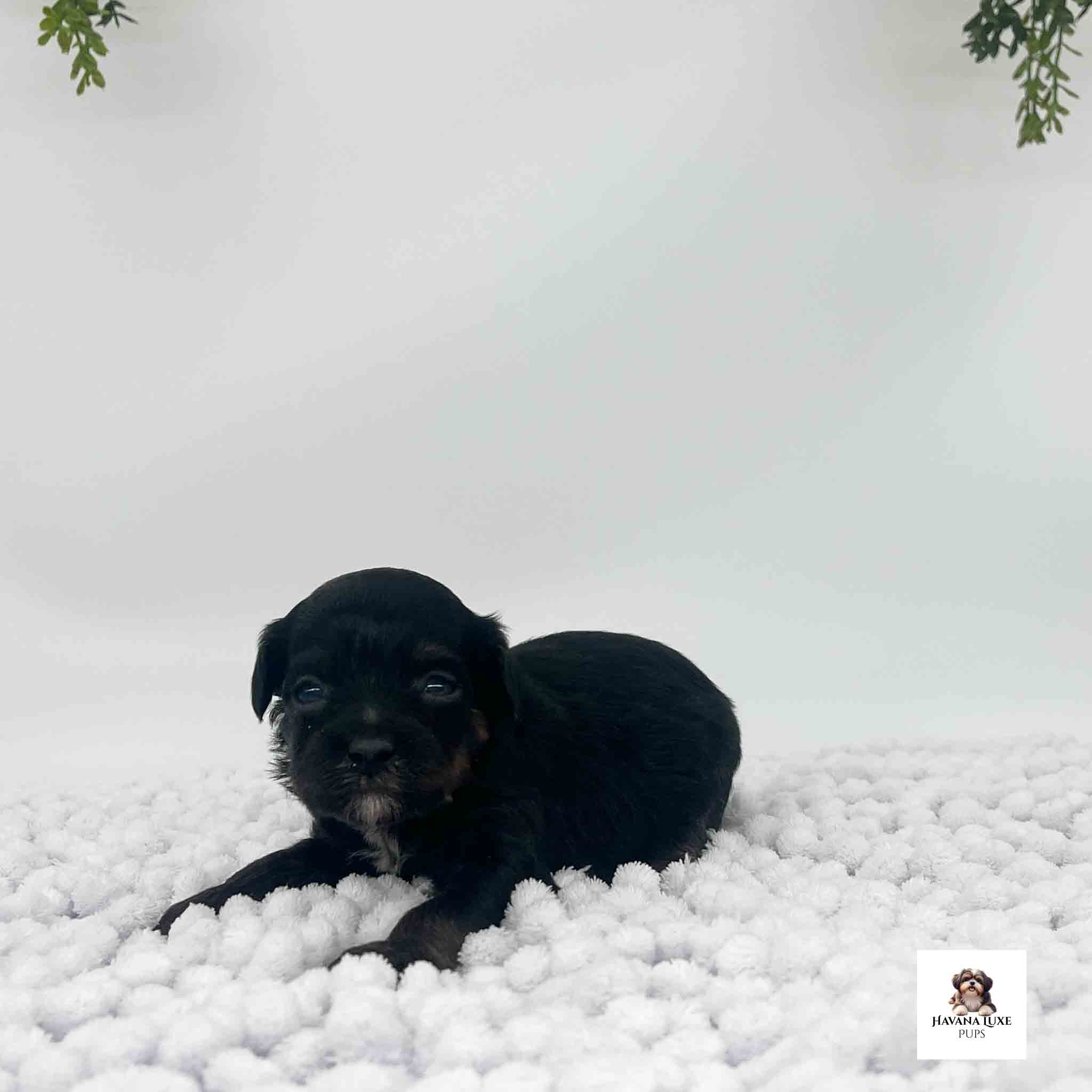 Aww look at this pure black Havapoo with little white markings