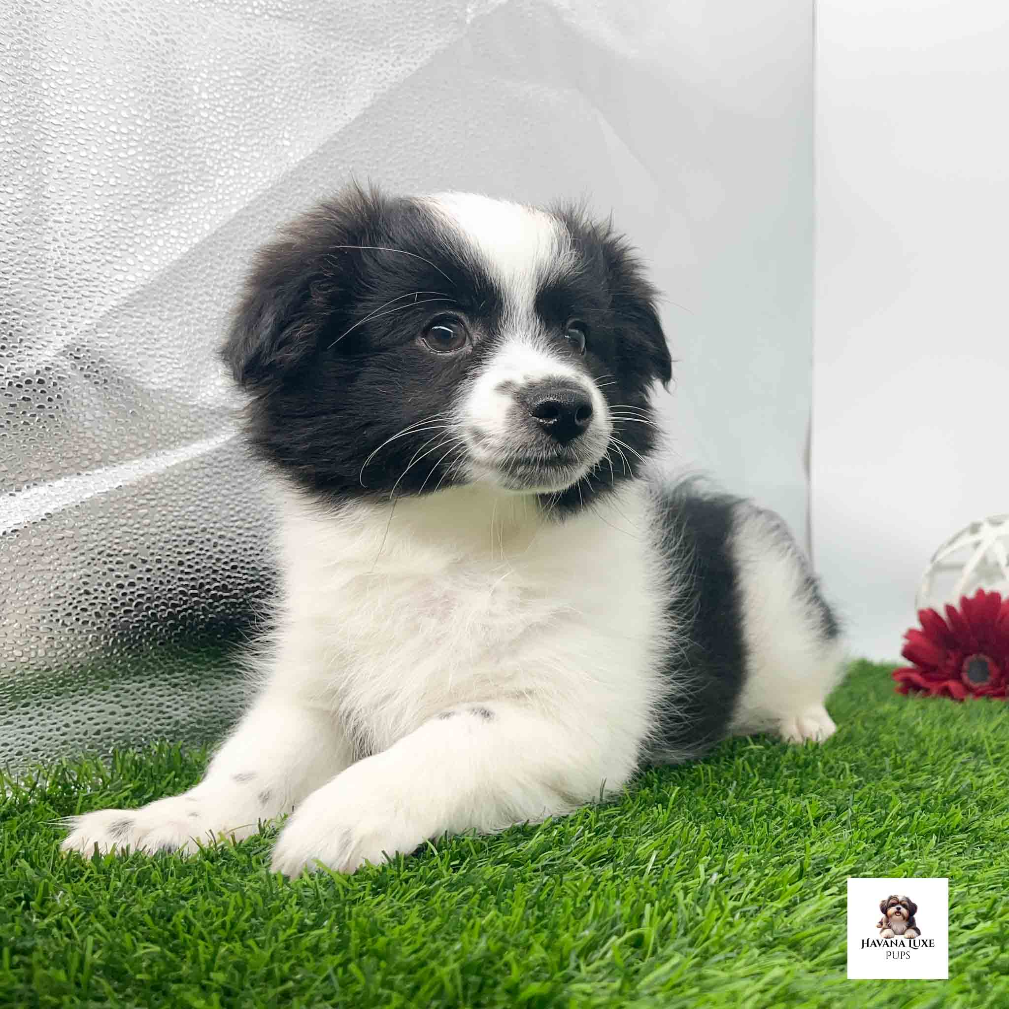 A puppy laying there on the grass waiting on some friends