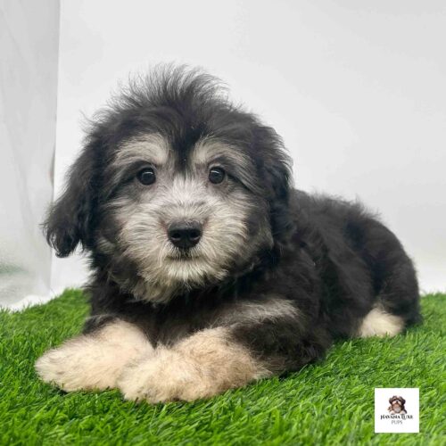 A black Havanese with tan markings