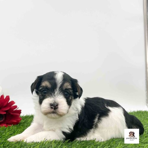 Charming black ~ white Havanese sporting tan spots above eyes