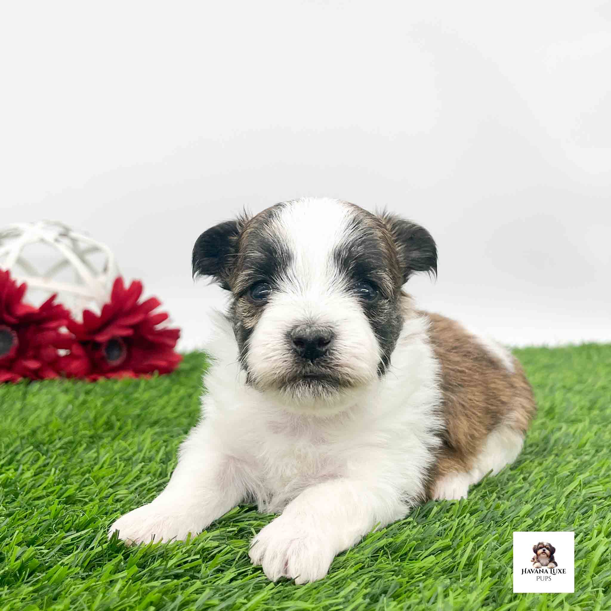 A white Havanese With brown markings red flowers in the back