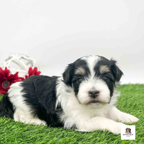 An adorable black~white pup laying on the green grass