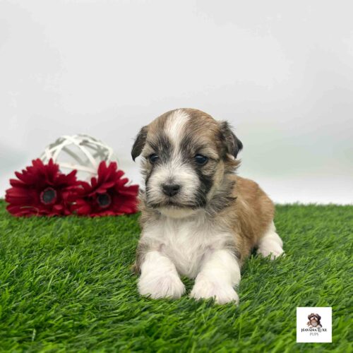 A cute Havanese pup laying there waiting for friends