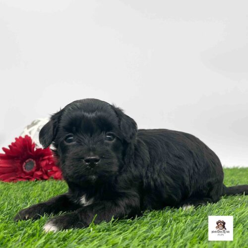 This little adorable pup has her front paws out ready to have a paw~some day