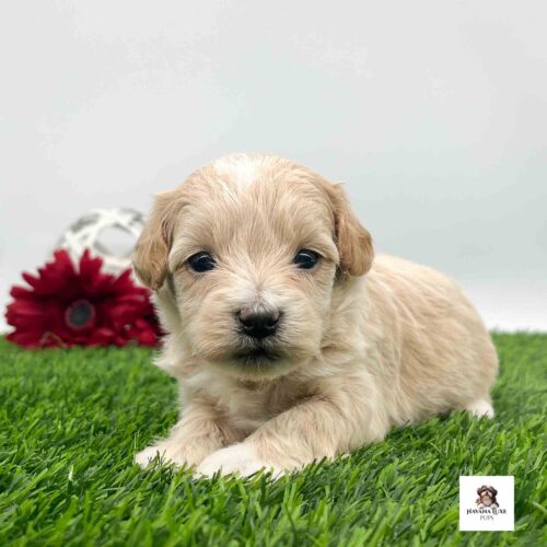 This little pup has very cute black eyes laying there and chilling