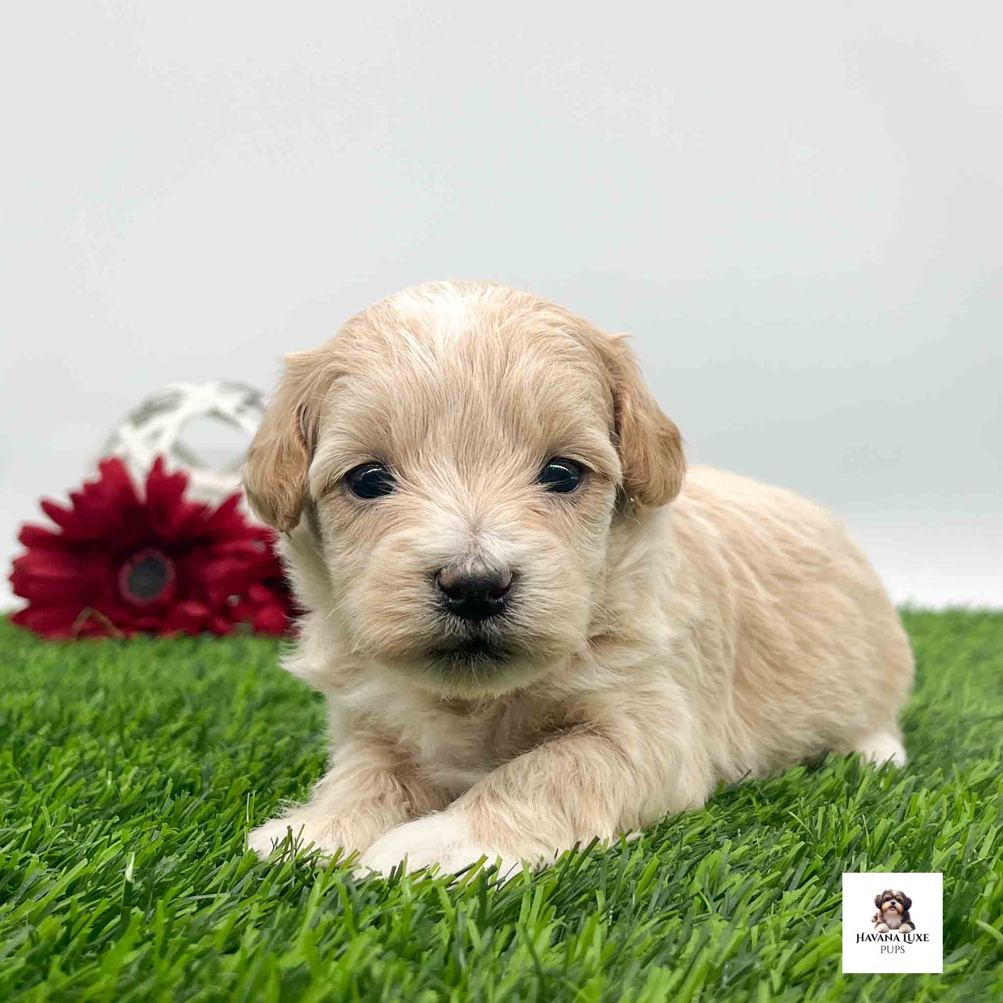 This little pup has very cute black eyes laying there and chilling