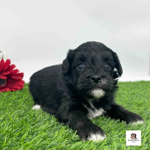 Aww look at this pup begging eyes hanging out with the red flowers