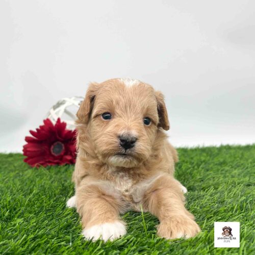 Aww an adorable little pup showing off his true colors