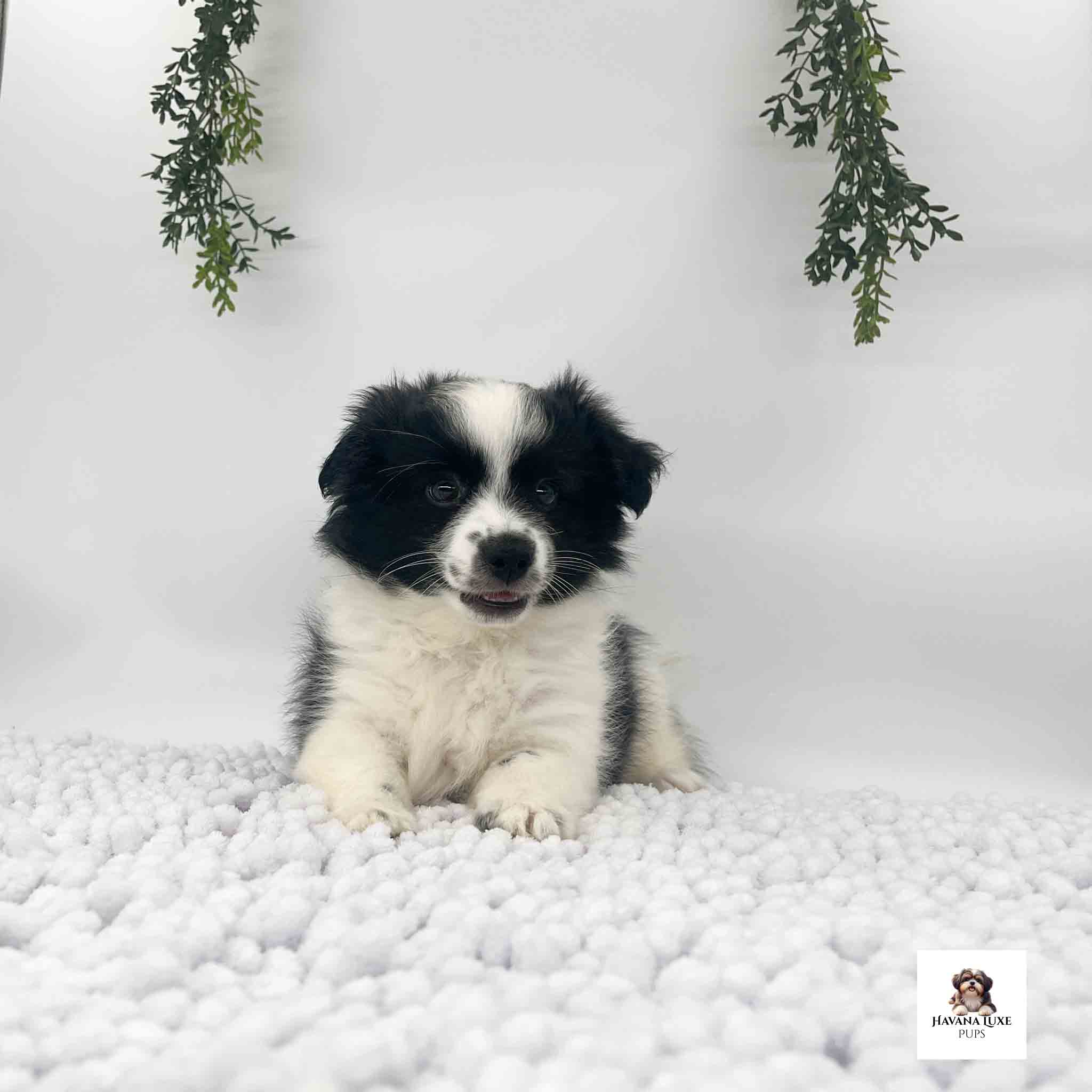 An Havanese pup chilling on the white carpet with greens hanging down