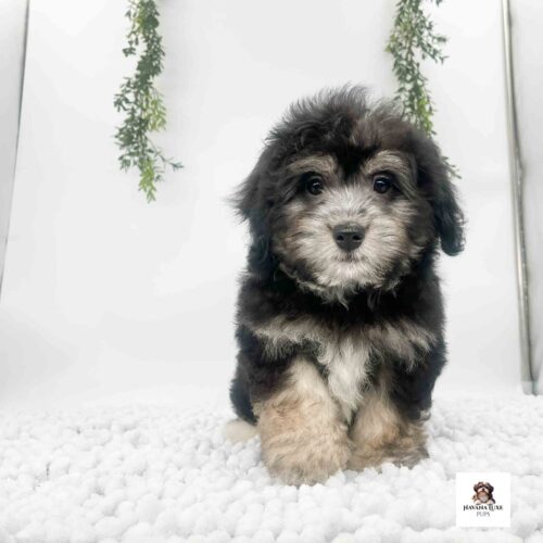A Havanese pup sitting there with a white carpet and greens in the back ground