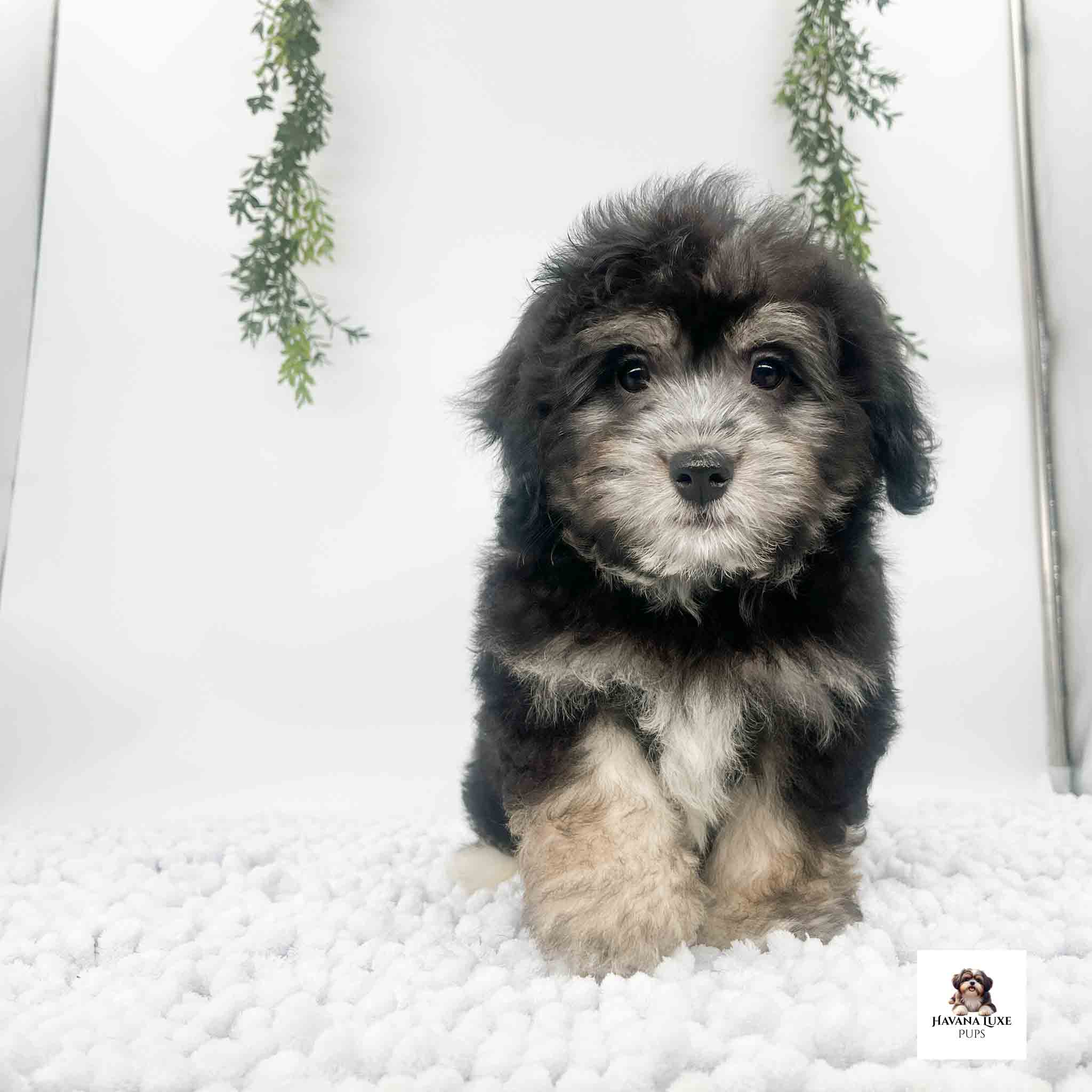 A Havanese pup sitting there with a white carpet and greens in the back ground