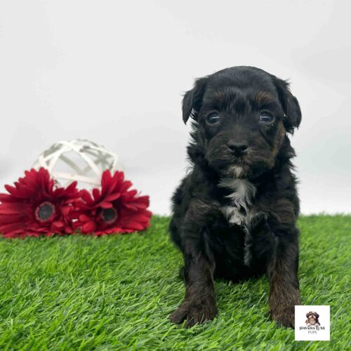 A Black Havapoo with white markings sitting on the green grass with red flowers