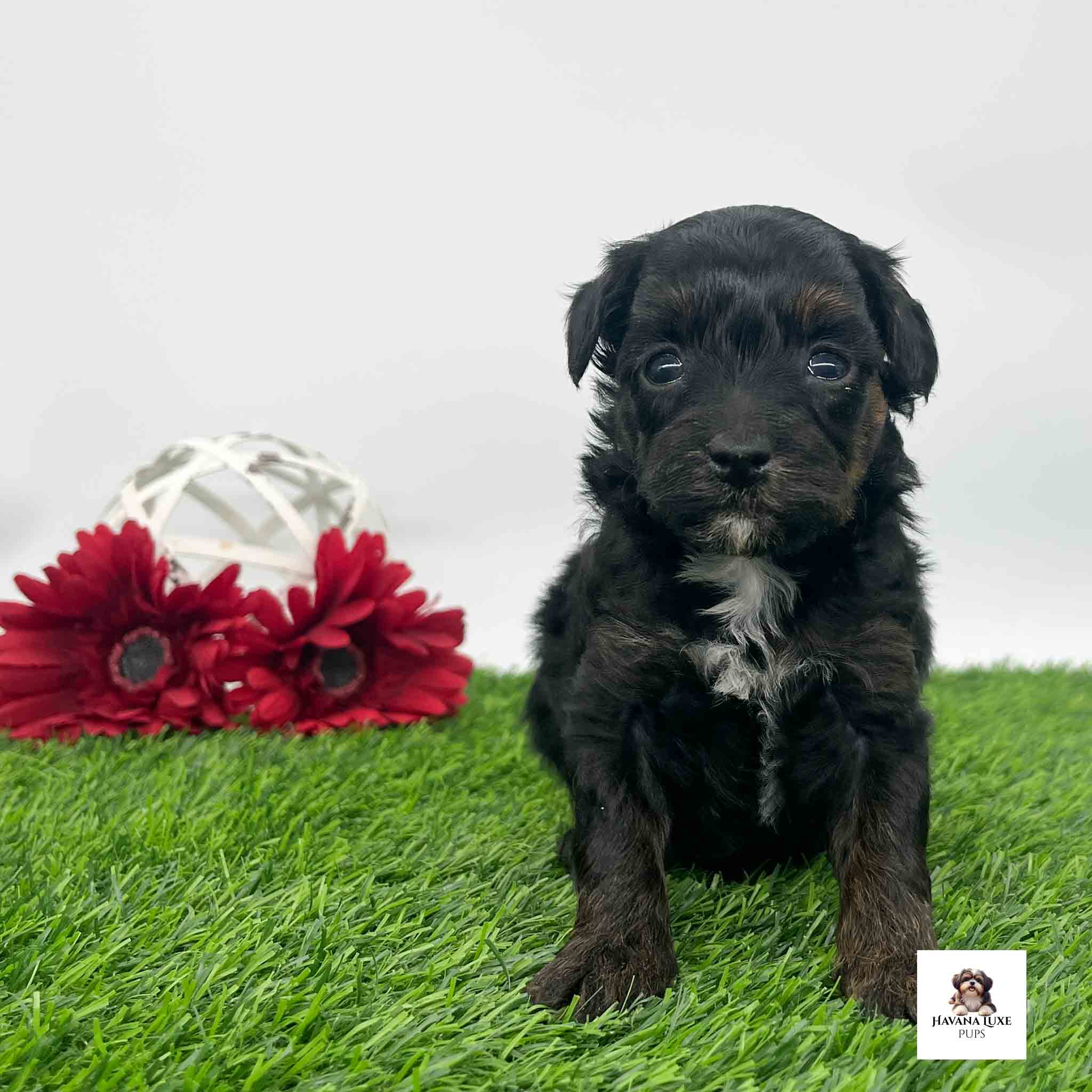 A Black Havapoo with white markings sitting on the green grass with red flowers