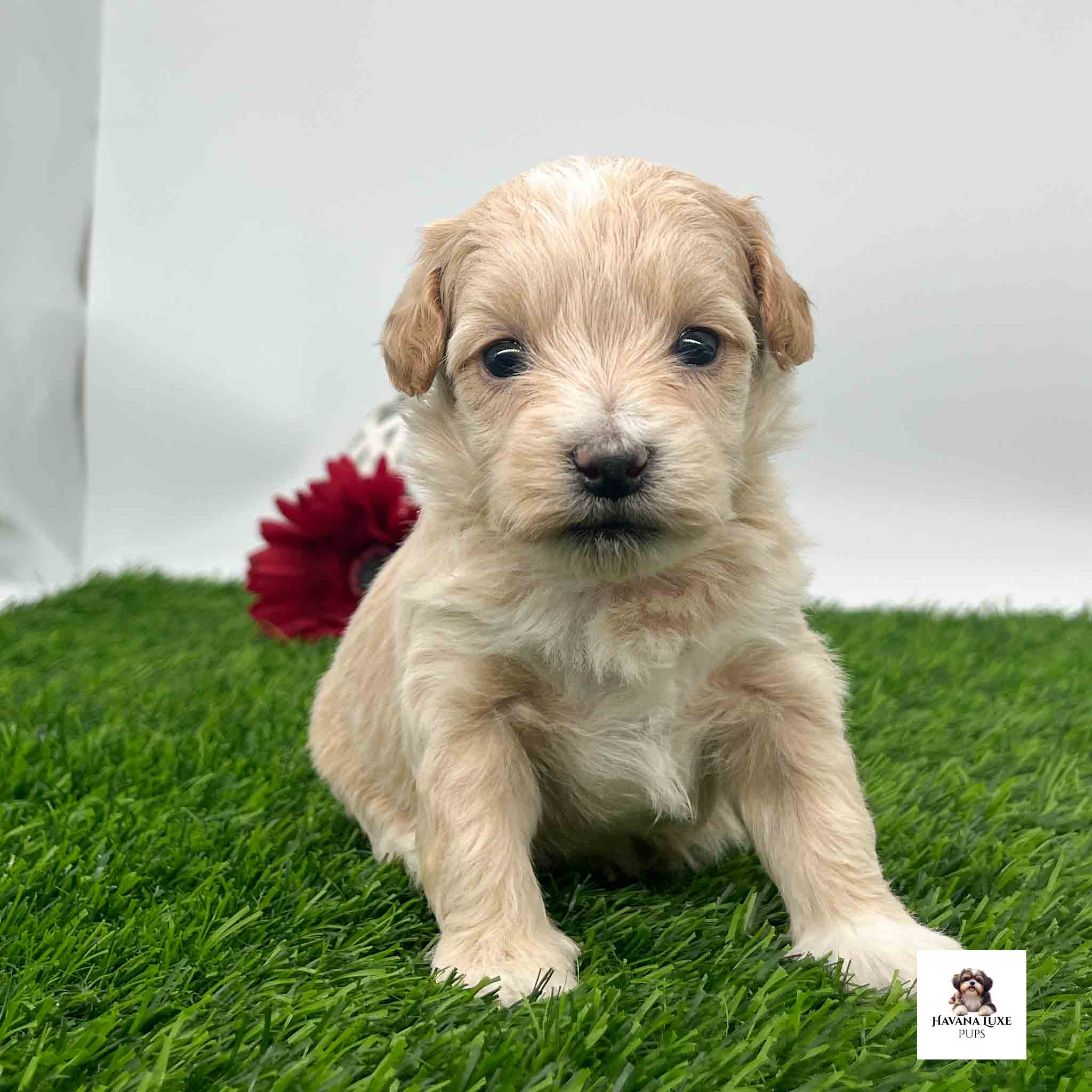 Adorable little pup has aboard chest and pop eyes