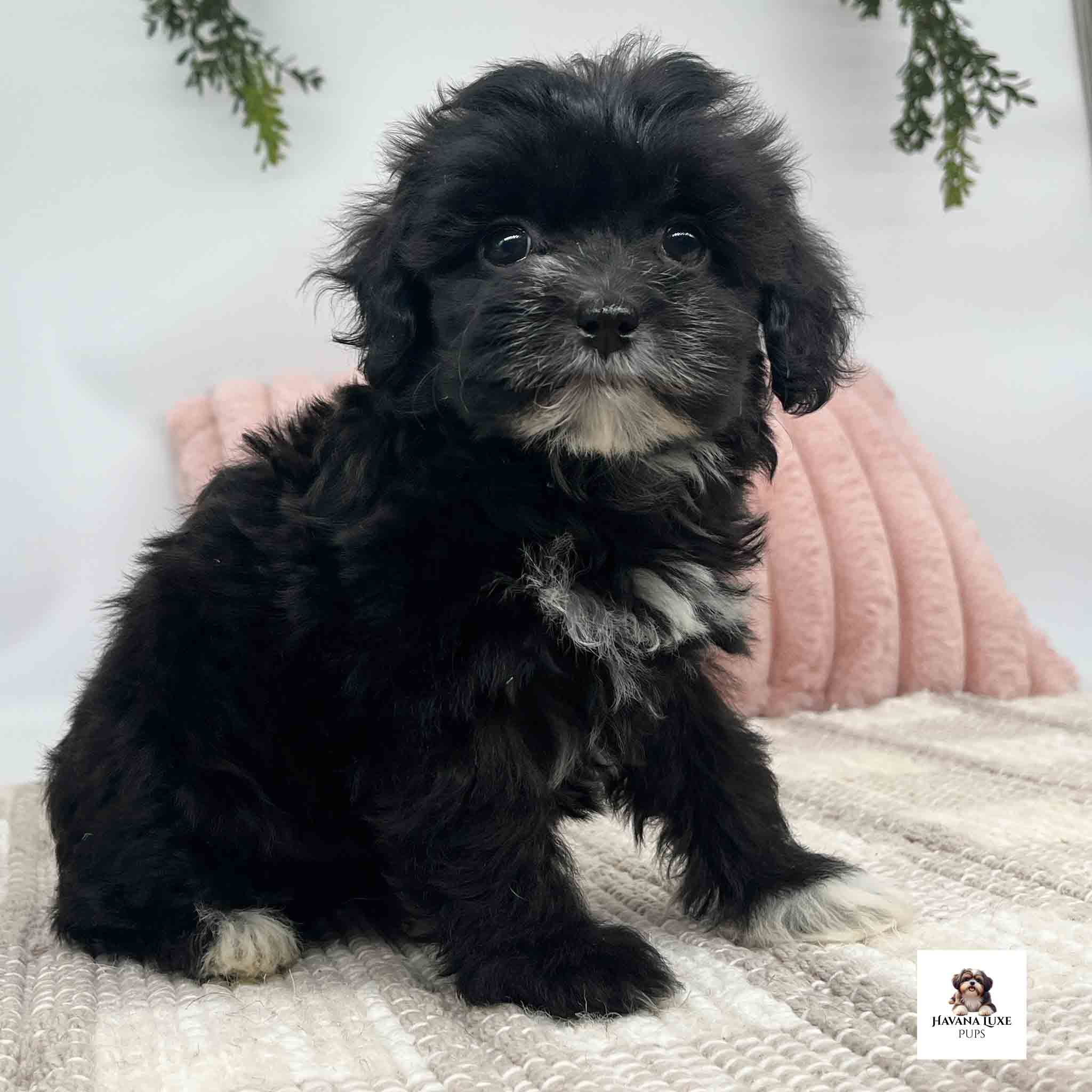 An adorable little Havapoo showing off her true colors