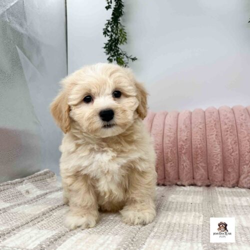 Aww check out this cute pups black nose it's adorable