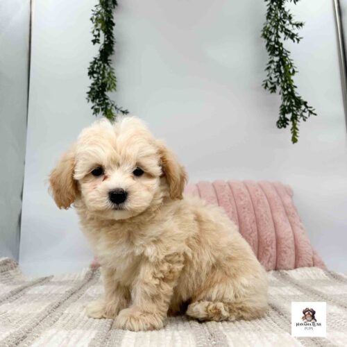 A Havapoo puppy sitting on the carpet with a pink pillow