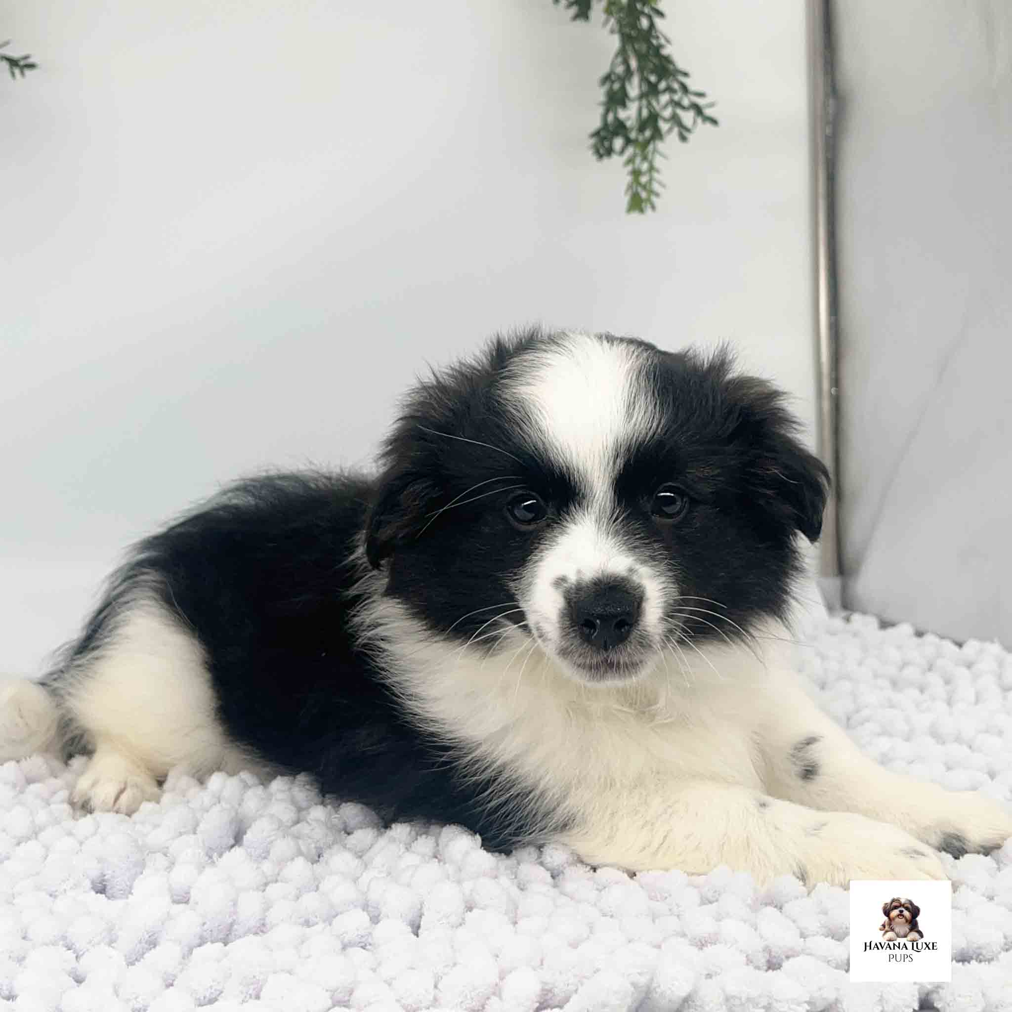 An adorable little Havanese waiting on some friends