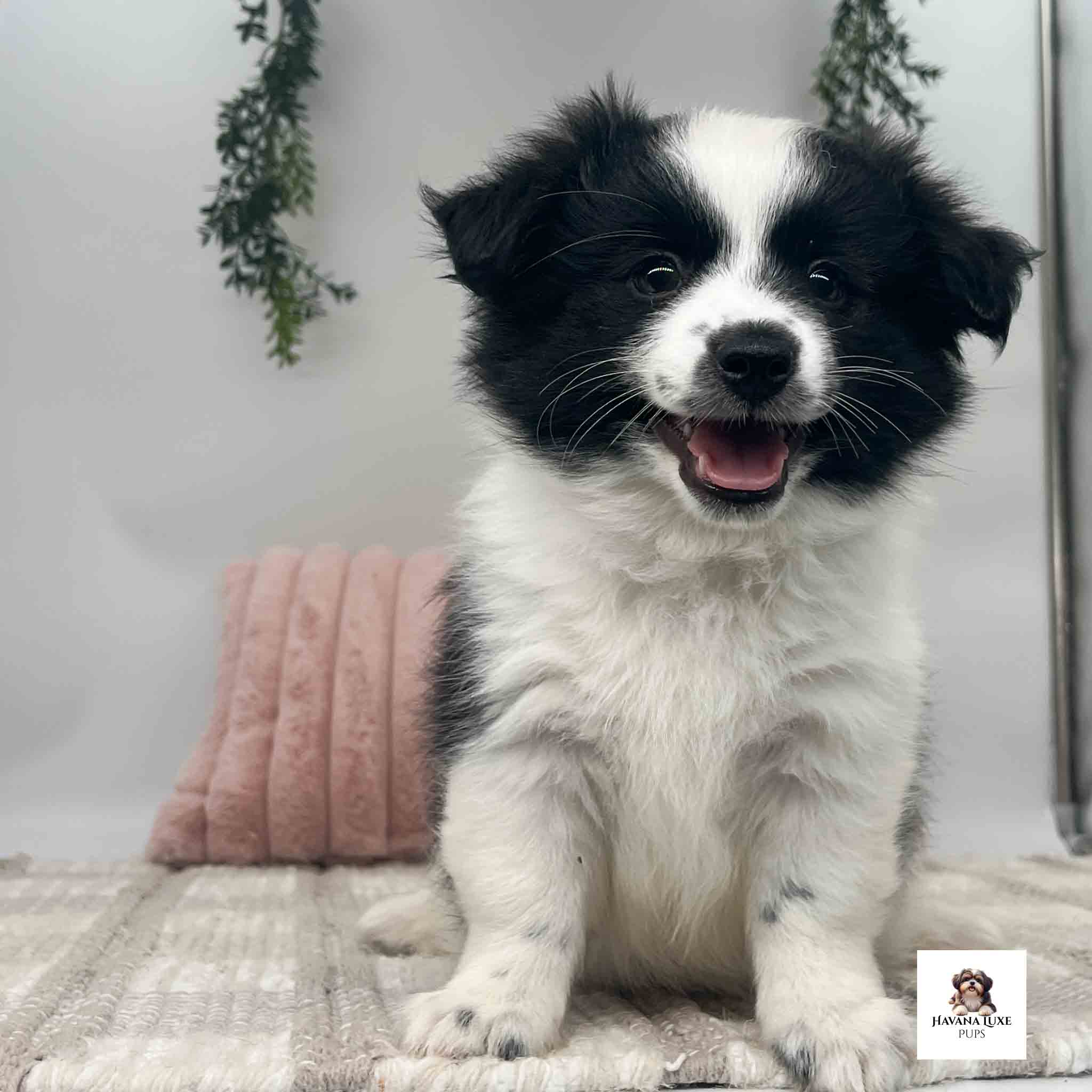 This pup is showing off his adorable coat of hair
