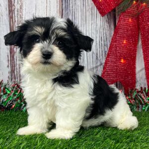 Black and white Havanese puppy