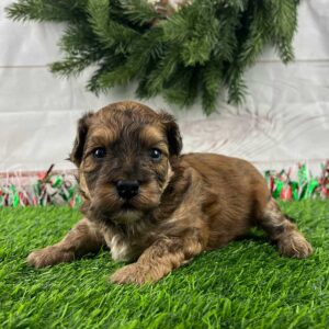 Brown Havanese puppy lying down in the grass